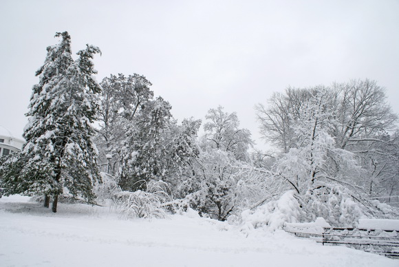 Киев зимой. Фото. Ботанический сад зимой. Фото.