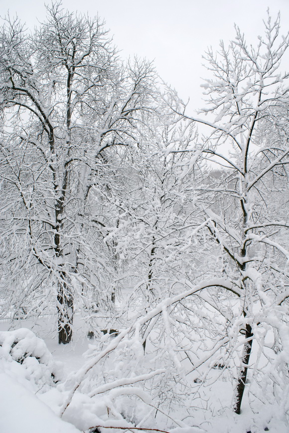 Киев зимой. Фото. Ботанический сад зимой. Фото.