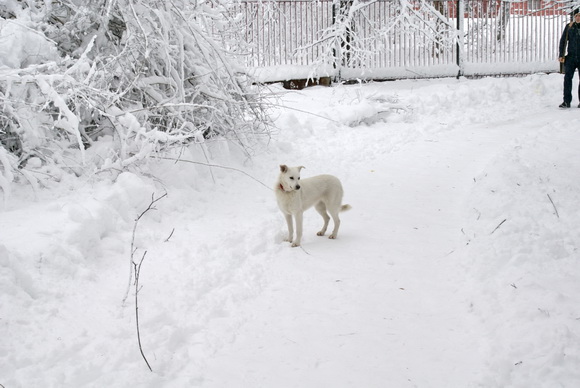 Киев зимой. Фото.